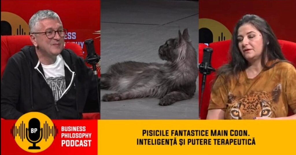 Pisicile fantastice Main Coon. Inteligență și putere terapeutică – Podcast Business Philosophy
