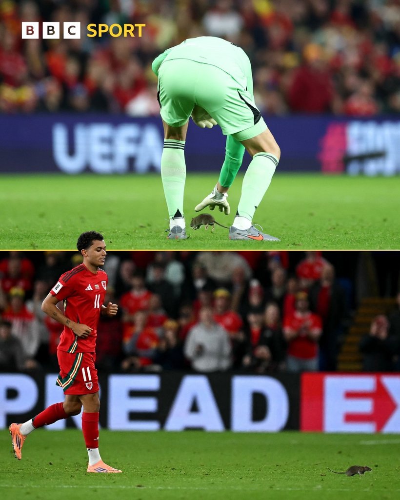 Courtois a încercat să prindă şobolanul care a intrat pe teren la meciul Ţara Galilor – Belgia